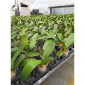 関東地方 花 観葉植物 人気特産品おすすめランキング 週間 ふるさと納税サイト さとふる