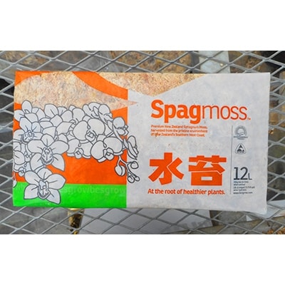 ★胡蝶蘭を育てようセット★【苗×1株】【水コケ×1】【肥料×1】