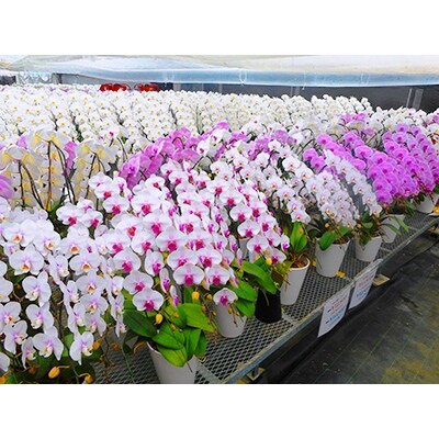 胡蝶蘭 生花 5本又は7本立ち 9号鉢 東北 北陸へお届け専用 お礼品詳細 ふるさと納税なら さとふる