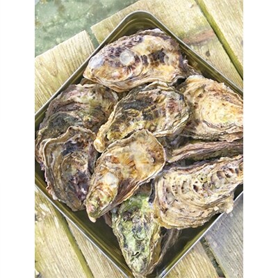 能登牡蠣 殻付 牡蠣 一斗缶 約10kg 約80 100個 専用ナイフ 片手用軍手付 加熱用 お礼品詳細 ふるさと納税なら さとふる 能登牡蠣 殻付 牡蠣 一斗缶 約10kg 約80 100個 専用ナイフ 片手用軍手付 加熱用 お礼品詳細 ふるさと納税なら さとふる