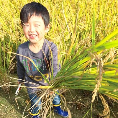 【2019年産】キヌヒカリ 精米10kg(5kg×2袋)