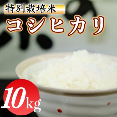 令和4年産 (精白米)　特別栽培米　こしひかり10kg | ふるさと納税のお礼品