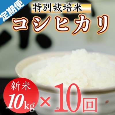 【新米】令和5年産 (精白米)　特別栽培米　こしひかり10kg×10袋