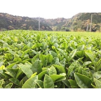 【高知県三原村】三原村のお茶葉 詰め合わせ(岩崎製茶)