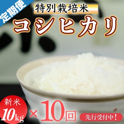 新米先行受付!令和7年産(精白米)　特別栽培米　こしひかり10kg×10袋