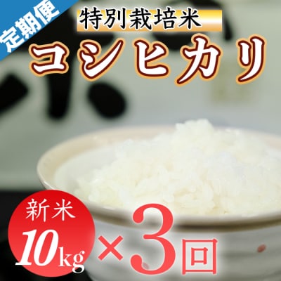 令和7年産 (精白米)　特別栽培米　こしひかり10kg×3袋