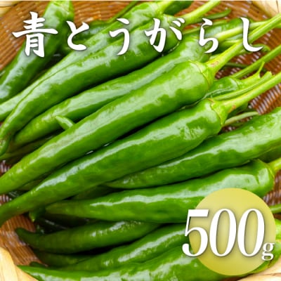【冷凍】三原村産　大きな青唐辛子”大紅”　500g  長さ8～15㎝!