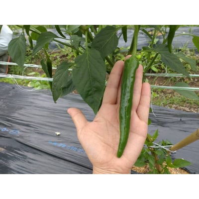 【冷凍】三原村産　大きな青唐辛子”大紅”　1000g  長さ8～15㎝!