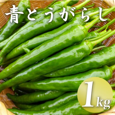 三原村産　ゆず農家が作る　大きな青唐辛子”大紅” 1000g　長さ8～15cm!