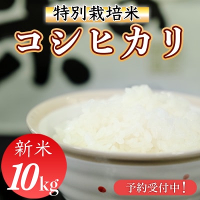新米先行受付!令和8年産(精白米)　特別栽培米　こしひかり10kg