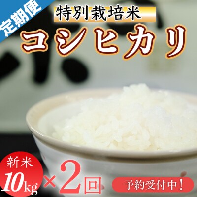 新米先行受付!令和8年産(精白米)　特別栽培米　こしひかり10kg×2袋