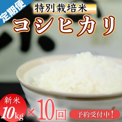 新米先行受付!令和8年産(精白米)　特別栽培米　こしひかり10kg×10袋