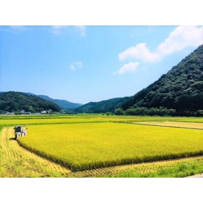 新米先行受付!令和8年産(精白米)　特別栽培米　こしひかり10kg×10袋