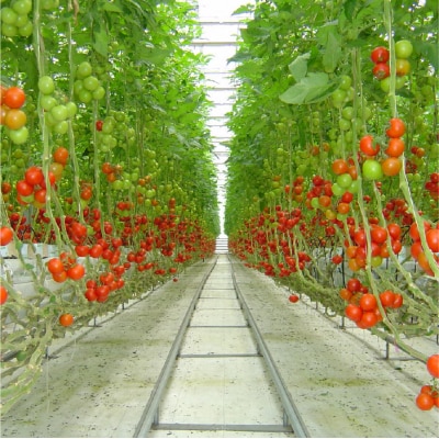 みはら完熟トマトdeサラダじまん&とまとのマヨ。調味料セット