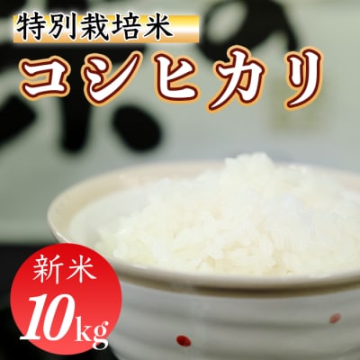 令和8年産 (精白米)　特別栽培米　こしひかり10kg
