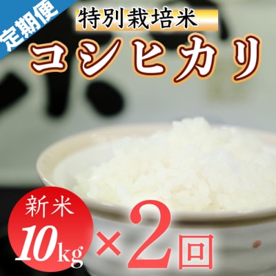 令和8年産 (精白米)　特別栽培米　こしひかり10kg ×2袋