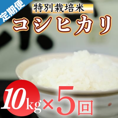 令和8年産 (精白米)　特別栽培米　こしひかり10kg ×5袋