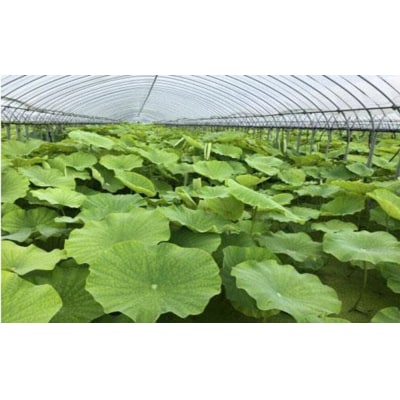 大小バラ 蓮根 約1kg【BR001】