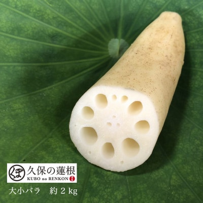 【久保の蓮根】大小バラ　約2kg【BR002】 | ふるさと納税のお礼品