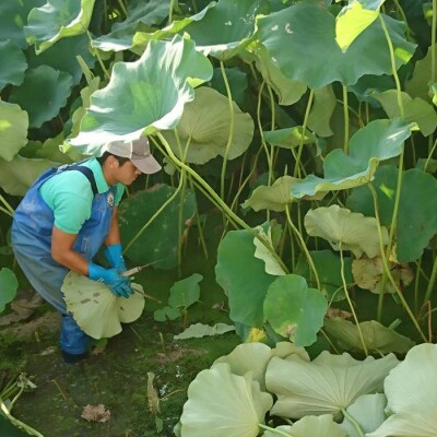 蓮根 1本物 3～4本入り【BR003】