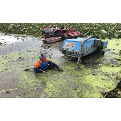 蓮根 1本物 3～4本入り【BR003】