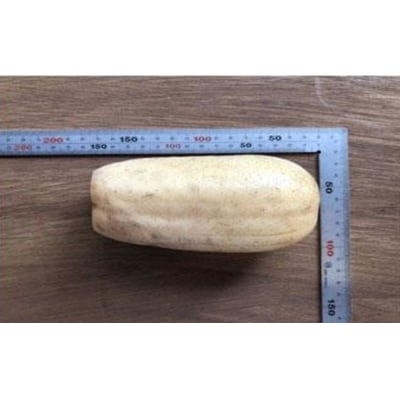 蓮根 業務・シェア用「Lサイズ」約8kg入【BR006】