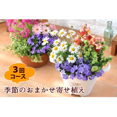 【定期便 全3回】季節のお花　おまかせ寄せ植え【FP007】