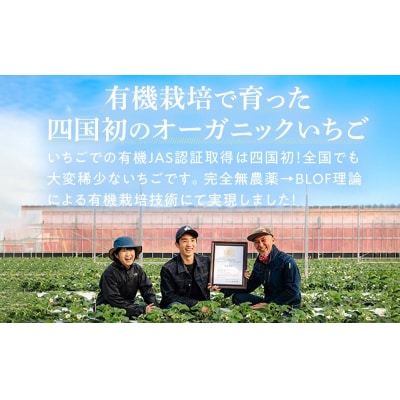 とくしまオーガニックいちご 大粒12～15粒(約380g)1箱【BL001】