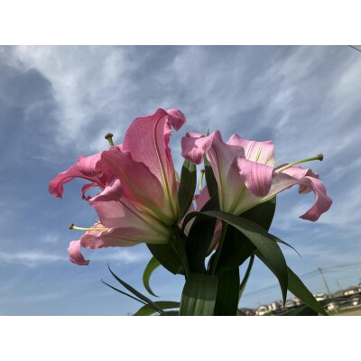 百合 マスター(ピンク)30輪【GV005】