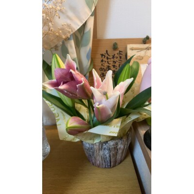 百合 マスター(ピンク)30輪【GV005】