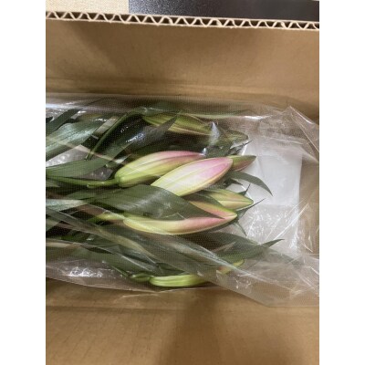 百合 マスター(ピンク)30輪【GV005】