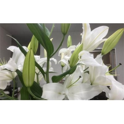 百合・シグナム(白)4本 切り花
