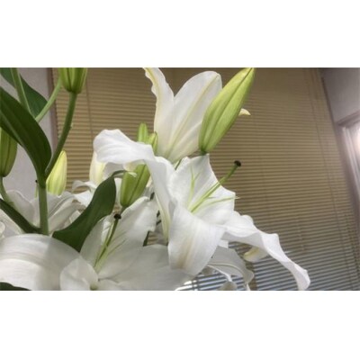 百合・シグナム(白)4本 切り花