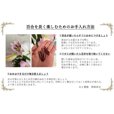 百合・シベリア 20輪 切り花