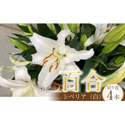 百合・シベリア 30輪 切り花