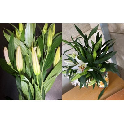 百合・シベリア 30輪 切り花