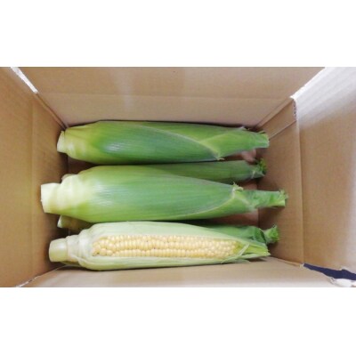 とうもろこし ゴールドラッシュ 4本