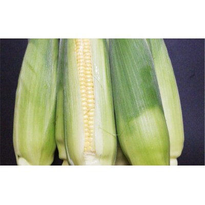 とうもろこし ゴールドラッシュ 5本