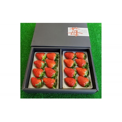 いちご 約250g×2　【かおり野/紅ほっぺ/ベリーポップすず】から1～2品種お届け【JE002】