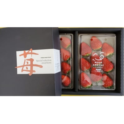 いちご 約250g×2　【かおり野/紅ほっぺ/ベリーポップすず】から1～2品種お届け【JE002】