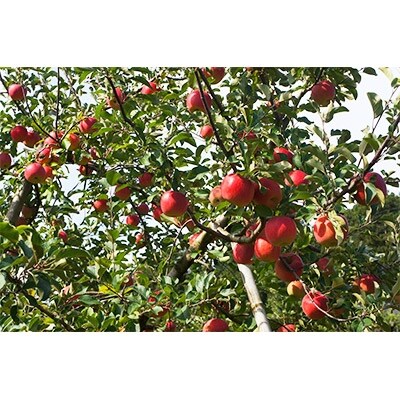 登米市産りんご(サンふじ)約5kg(14～16玉)