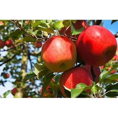 登米市産りんご(サンふじ)約5kg(14～16玉)