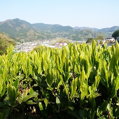 うれしの紅茶 生産者別 8袋セット