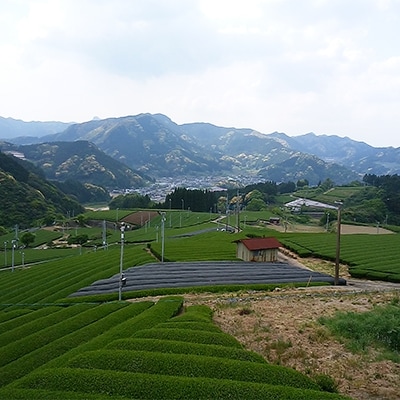 うれしの紅茶 生産者別 8袋セット