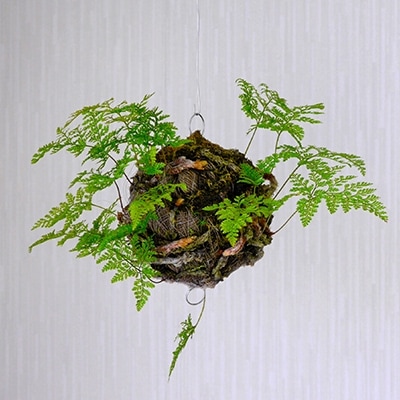 苔玉 つりしのぶセット お手入れ用品付き お礼品詳細 ふるさと納税なら さとふる