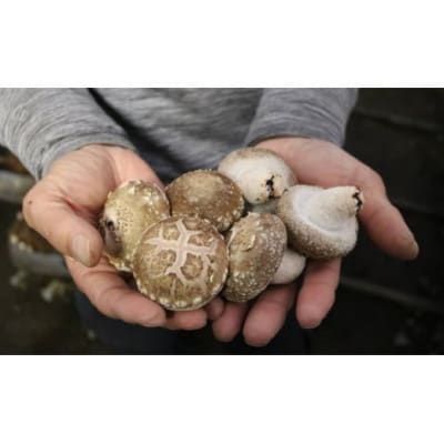 干し椎茸(ホール 360g)