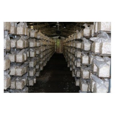 干し椎茸(ホール60g、スライス100g)