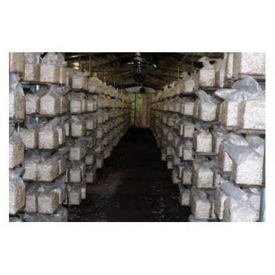 干し椎茸(110g)、乾燥キクラゲ(80g)セット