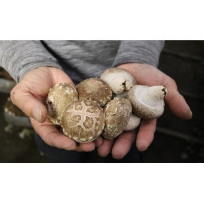 干し椎茸(220g)、乾燥キクラゲ(160g)セット