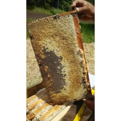 吾妻養蜂場の「無添加　完熟はちみつ」　120g×2個